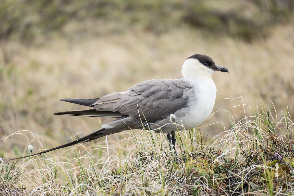 Long-tailed Jaeger - ML204918471