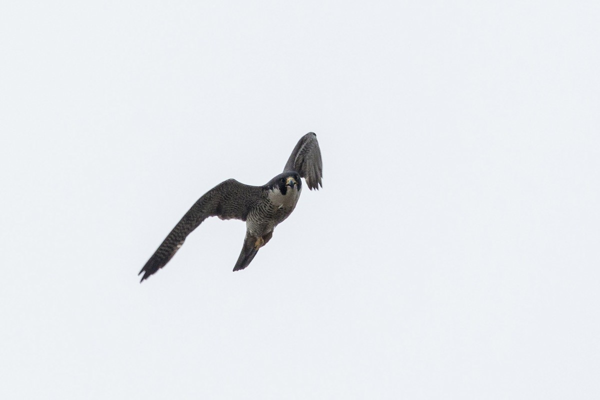 Peregrine Falcon (Tundra) - ML204918481
