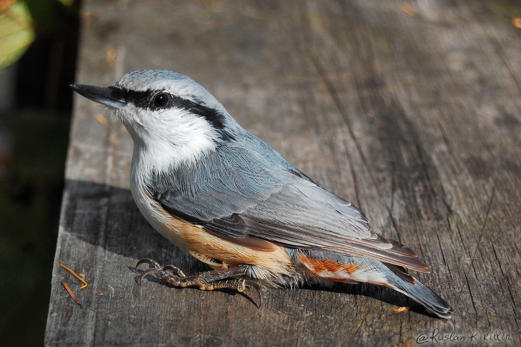 ゴジュウカラ 亜種 ゴジュウカラ キュウシュウゴジュウカラ Ebird