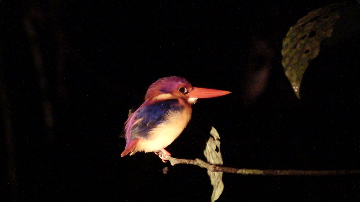 Rufous-backed Dwarf-Kingfisher - JONATHAN BEILBY