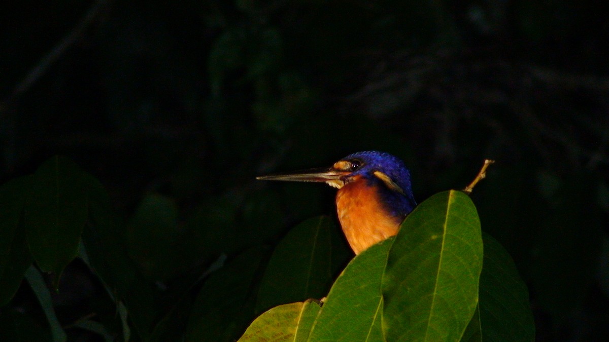 Blue-eared Kingfisher - ML204918581