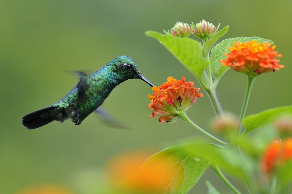 kolibřík modroocasý - ML204918761