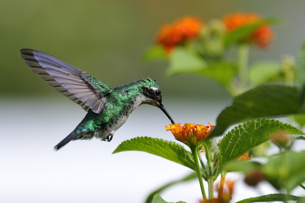 kolibřík modroocasý - ML204918771