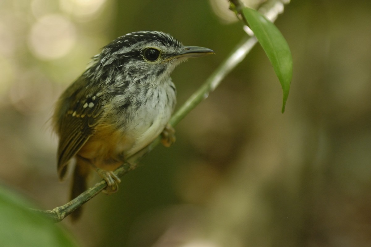 Guianan Warbling-Antbird - ML204918801