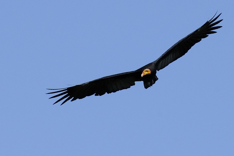 Greater Yellow-headed Vulture - Patrick Ingremeau