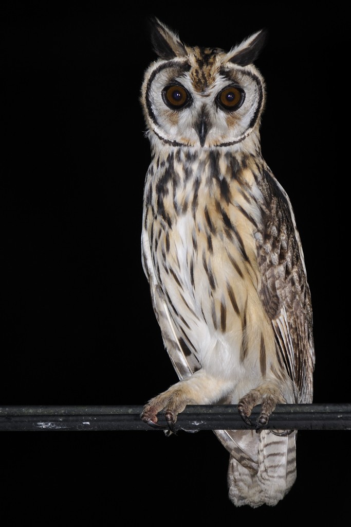 Striped Owl - ML204918921