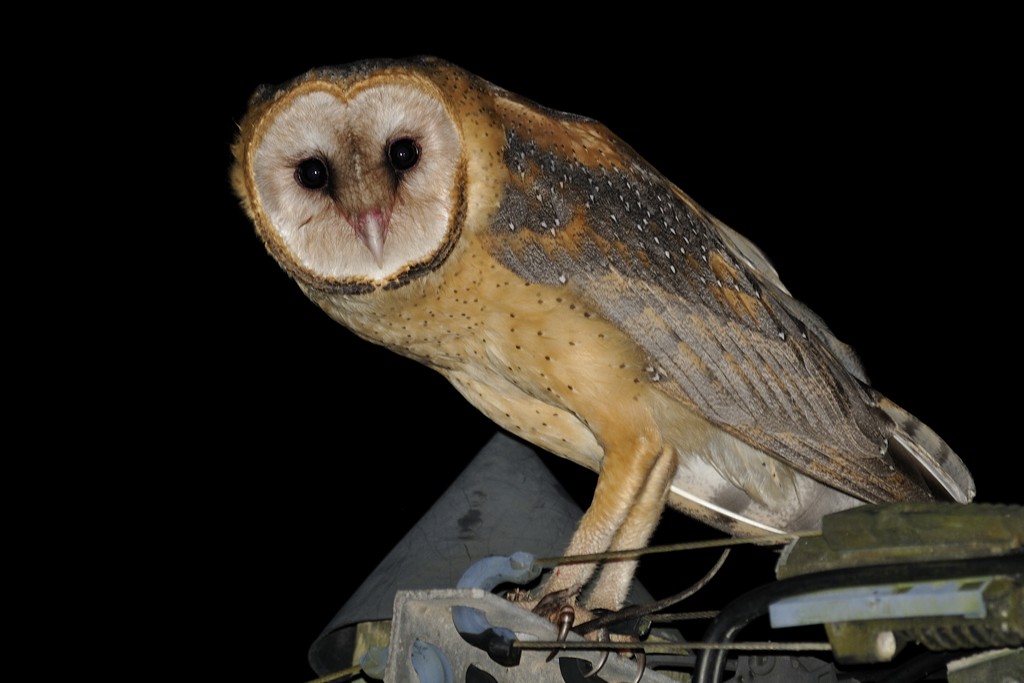 Barn Owl (American) - ML204918931
