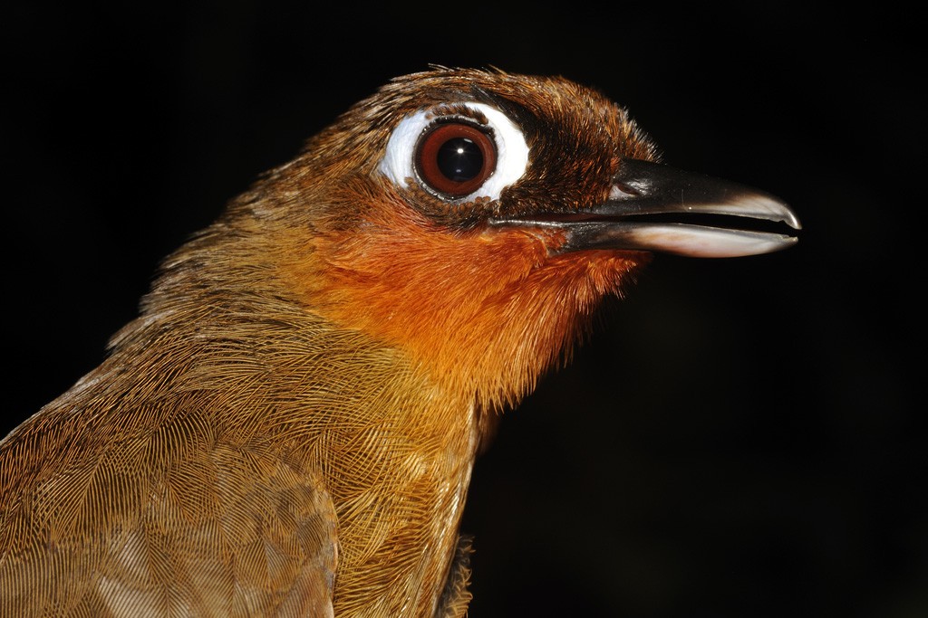 Rufous-throated Antbird - Patrick Ingremeau