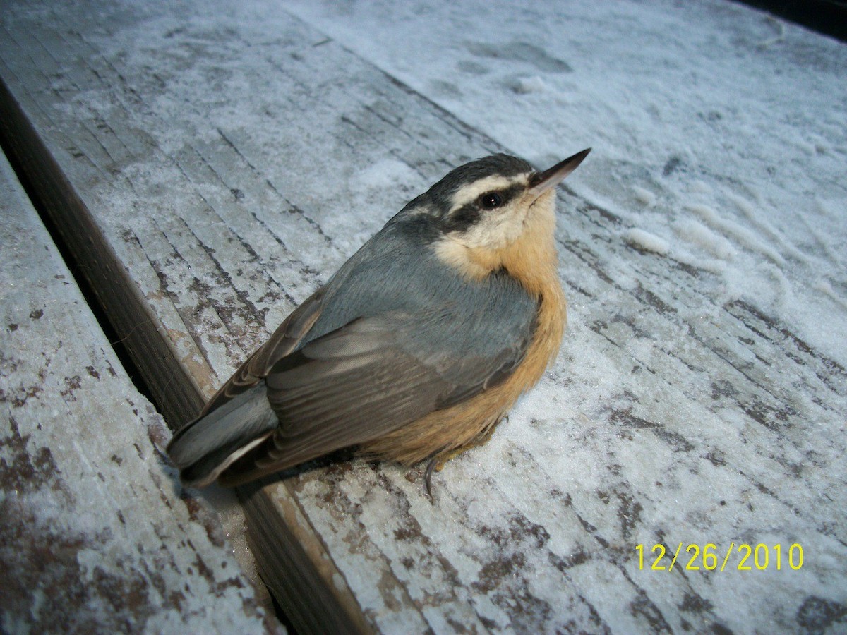Red-breasted Nuthatch - Jonah Lindquist