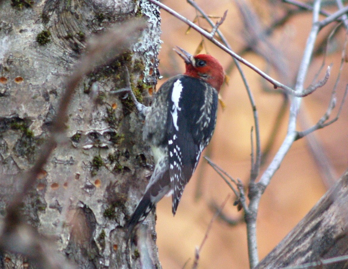Red-breasted Sapsucker - ML204919351