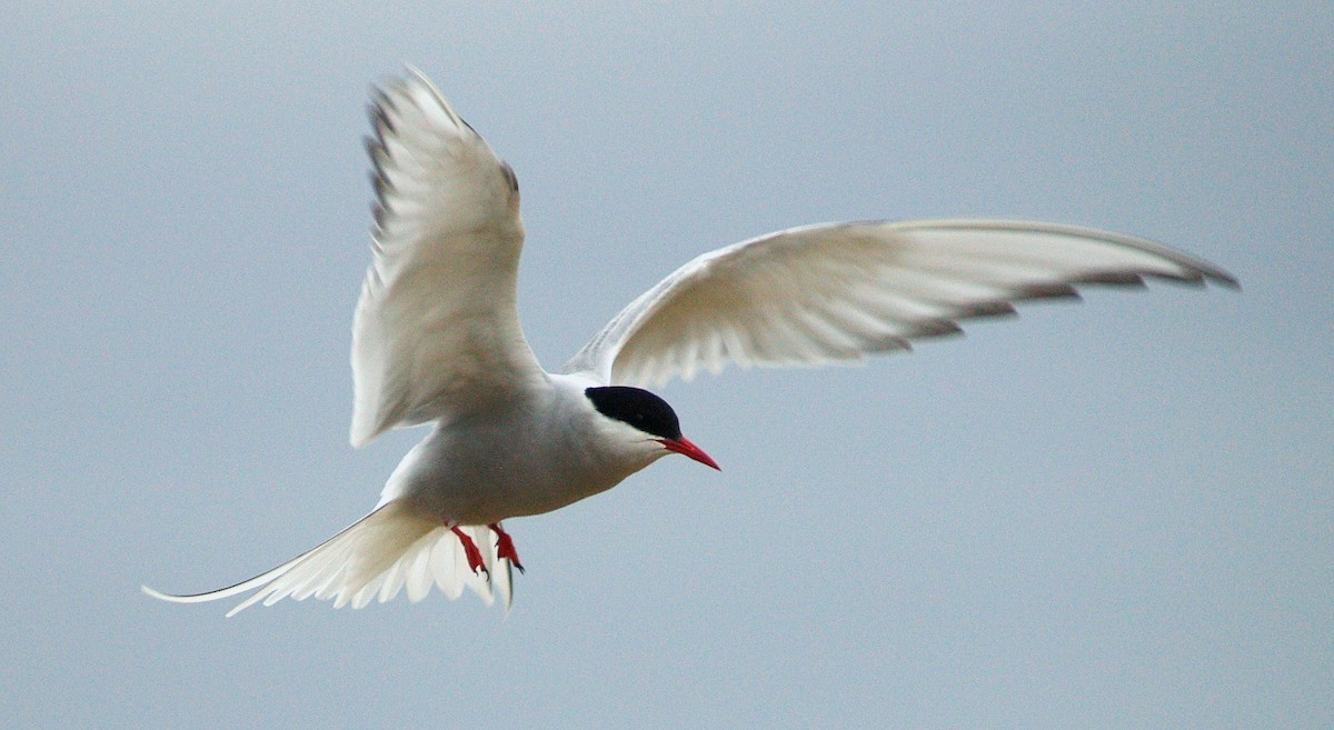 Arctic Tern - Jonah Lindquist