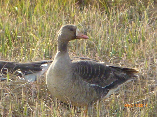 Greater White-fronted Goose - ML204919441