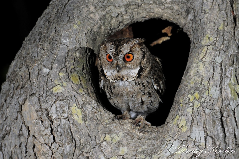 Japanese Scops-Owl - Dmitry Korobov