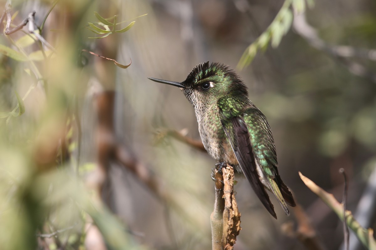 Green-backed Firecrown - ML204919721