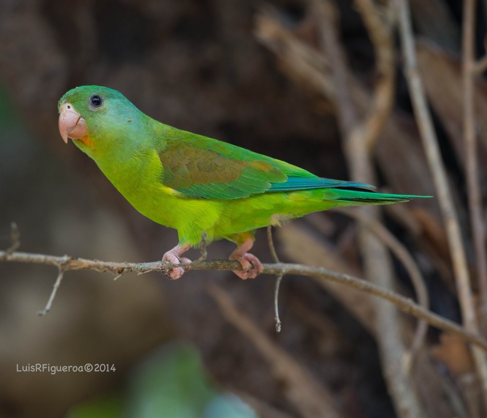 Orange-chinned Parakeet - Luis R Figueroa