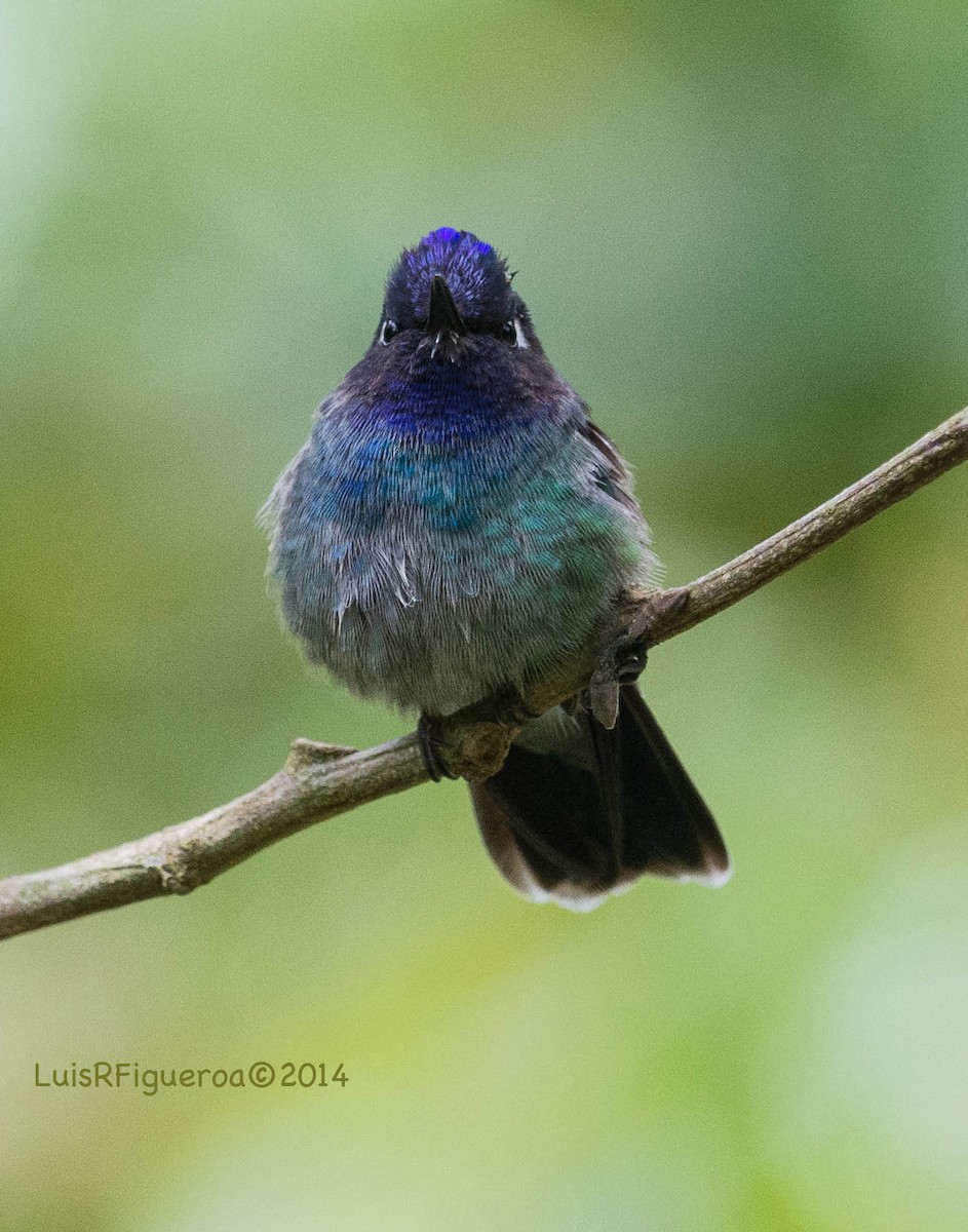 Violet-headed Hummingbird - Luis R Figueroa