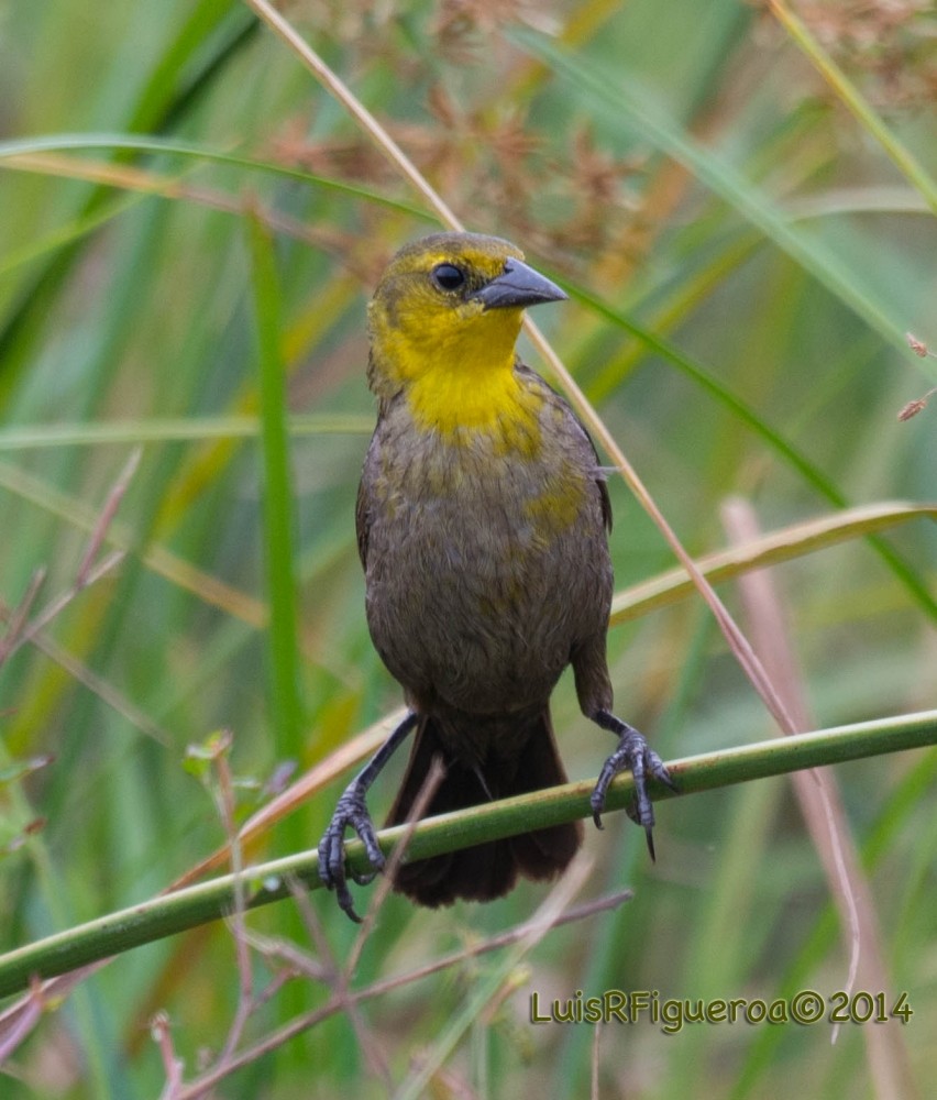 Yellow-hooded Blackbird - Luis R Figueroa