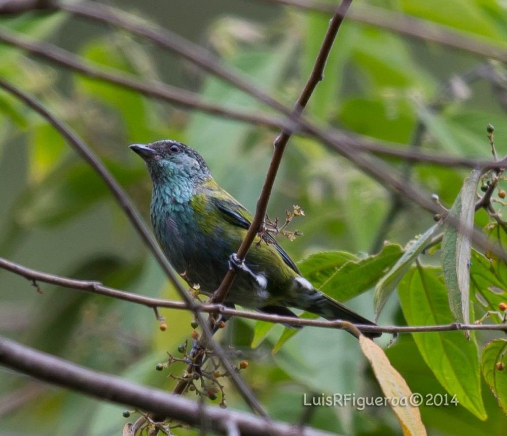 Black-capped Tanager - Luis R Figueroa