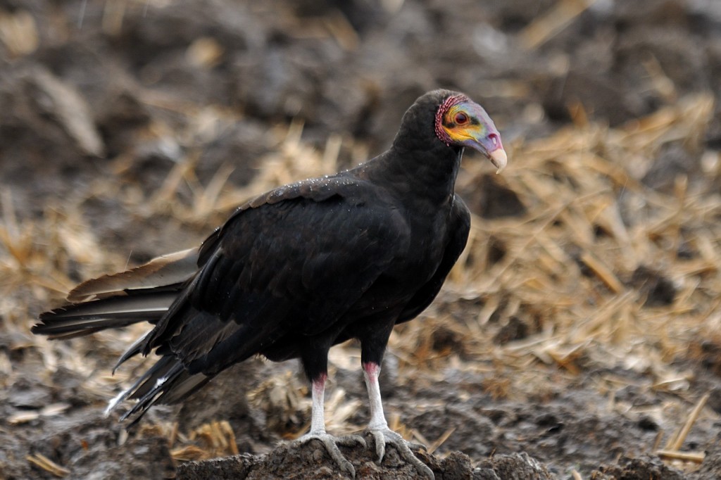 Lesser Yellow-headed Vulture - ML204921041