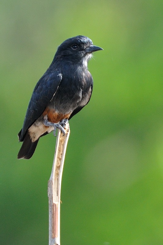 Swallow-winged Puffbird - ML204921191