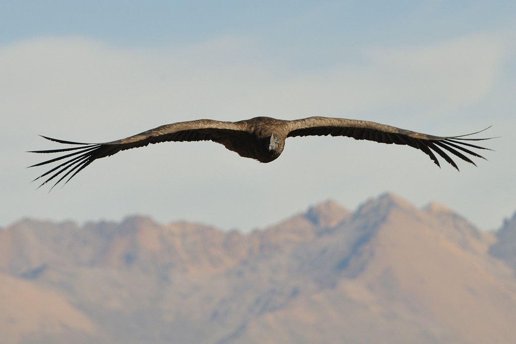 Andean Condor - Patrick Ingremeau