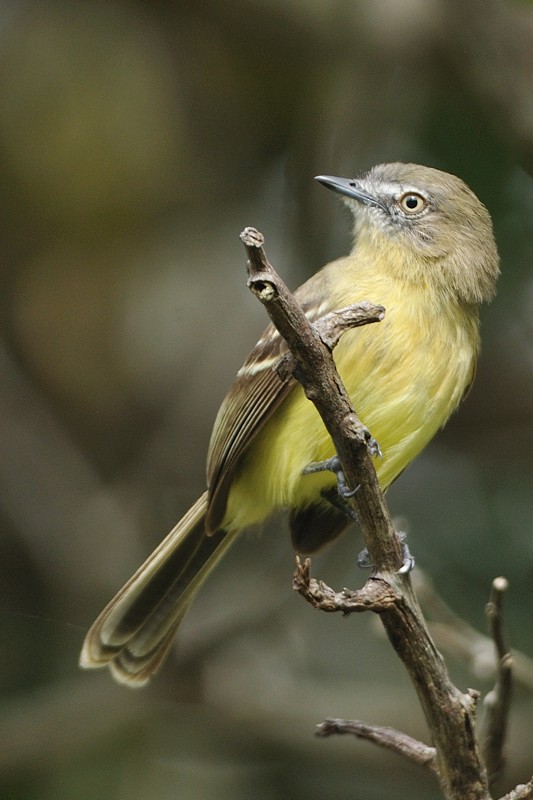 Pale-tipped Tyrannulet - Patrick Ingremeau