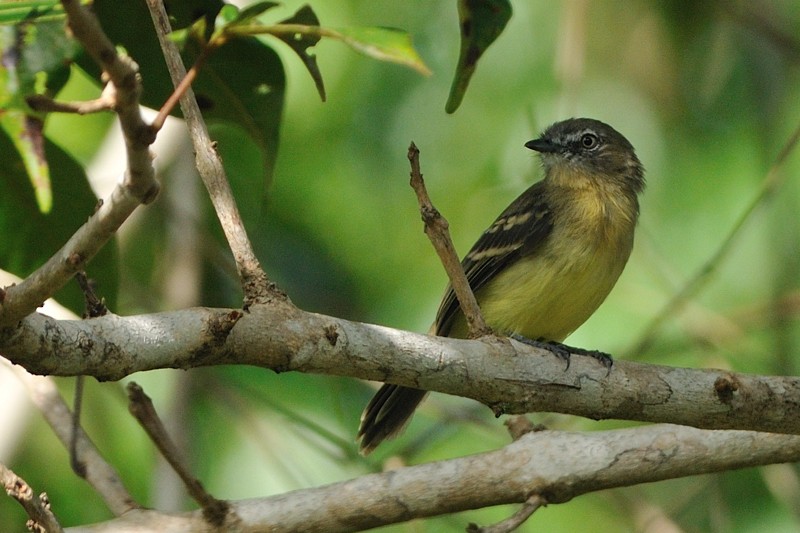 Pale-tipped Tyrannulet - ML204921331