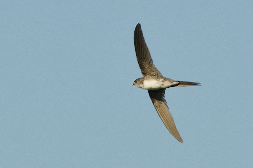 Fork-tailed Palm Swift - ML204921411