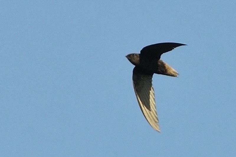Short-tailed Swift (Short-tailed) - Patrick Ingremeau