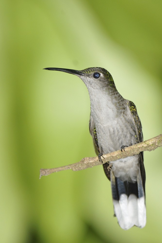 kolibřík šedoprsý - ML204921501