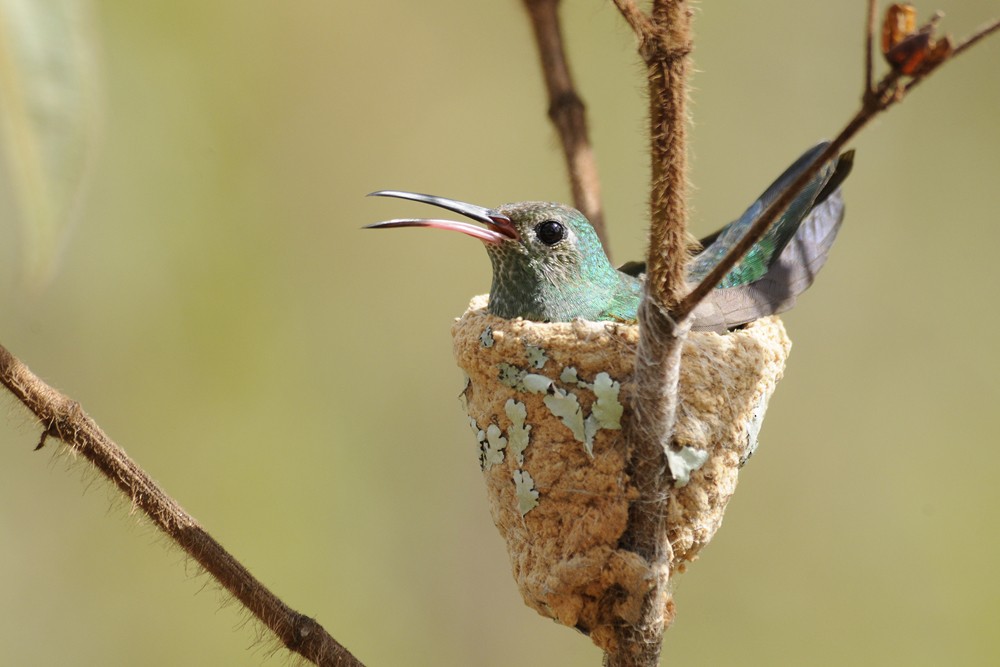 kolibřík zelenoocasý - ML204921521