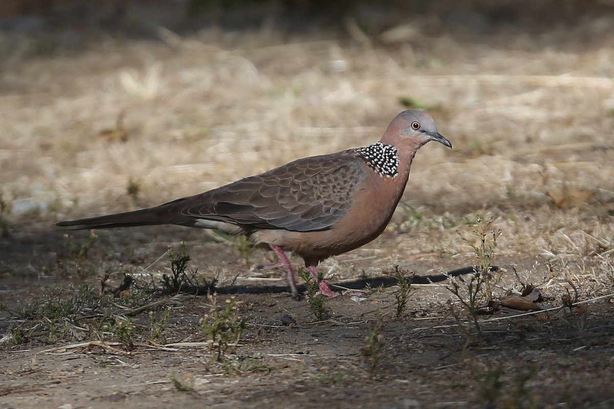 Spotted Dove (Eastern) - ML204921651