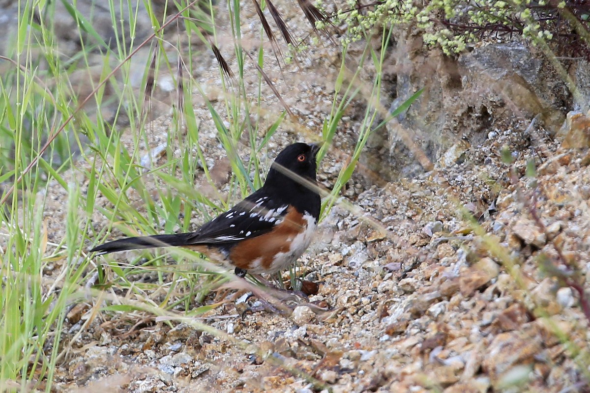Spotted Towhee - ML204921661