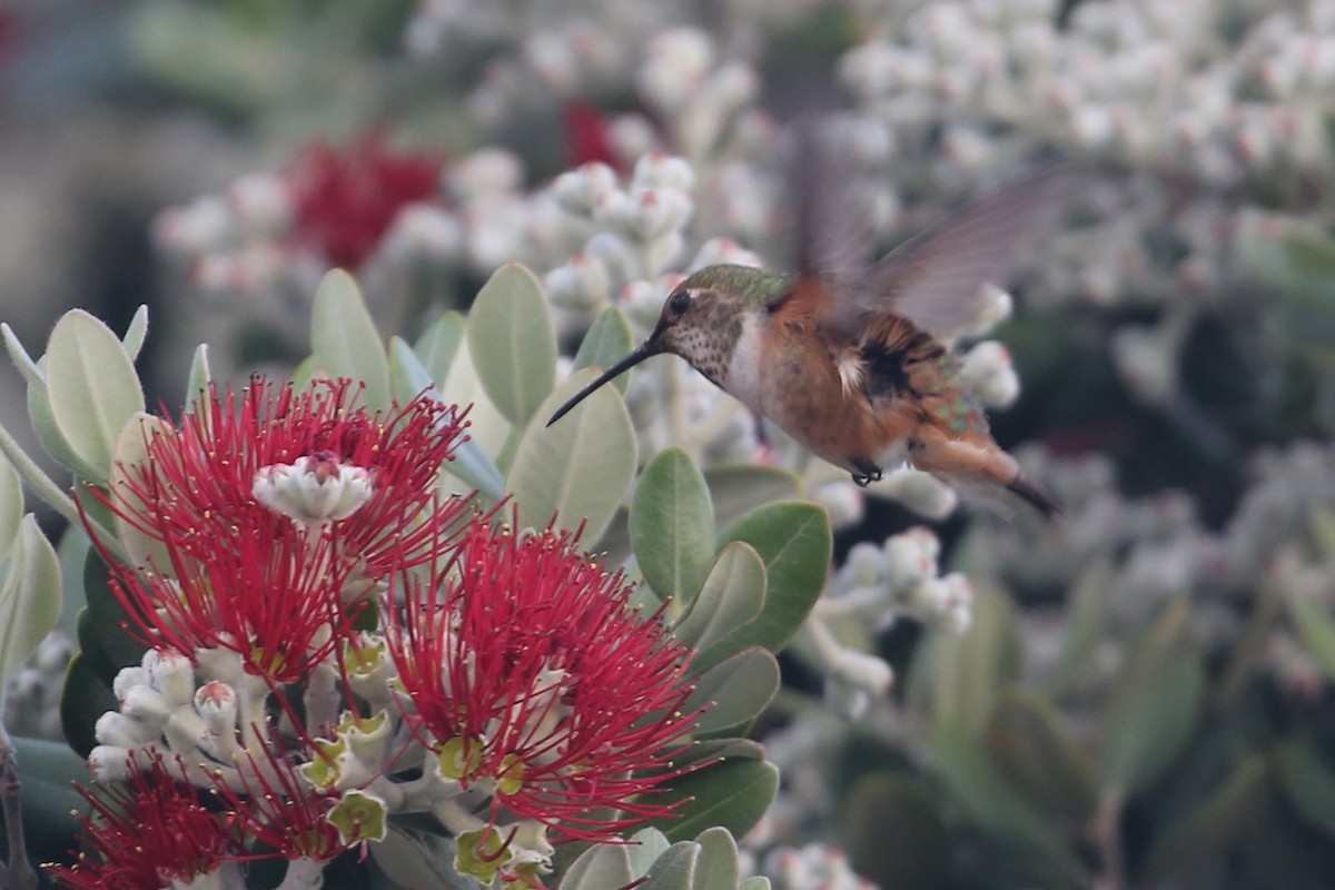 Allen's Hummingbird - Régine Le Courtois