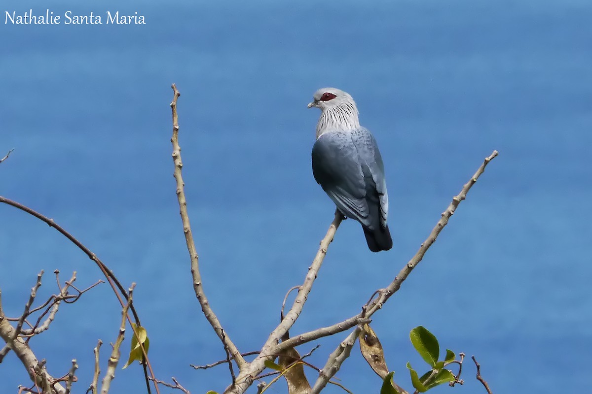 Comoro Blue-Pigeon - Nathalie SANTA MARIA