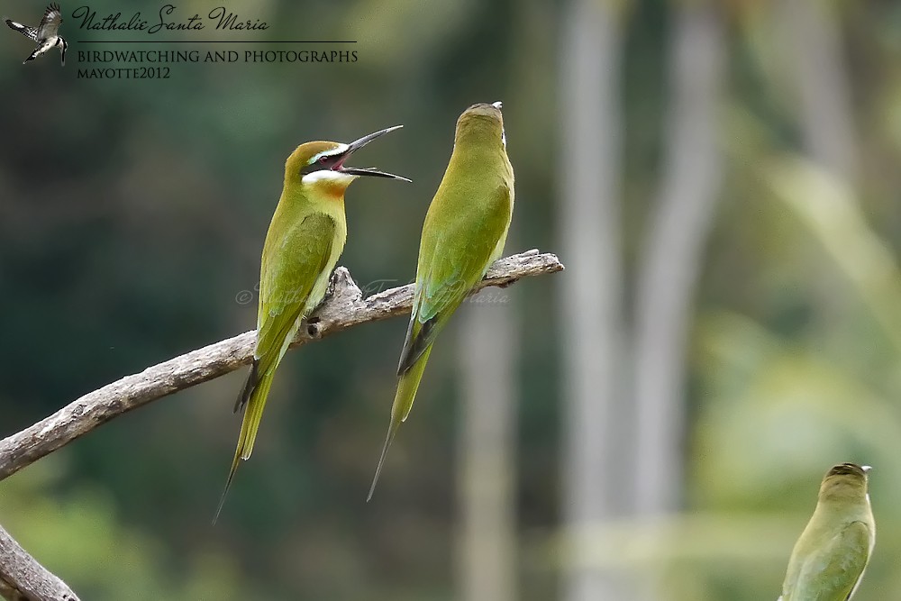 Madagascar Bee-eater - ML204922011