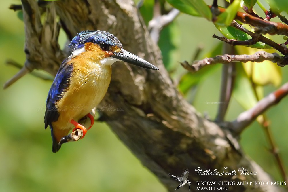 Malagasy Kingfisher - Nathalie SANTA MARIA