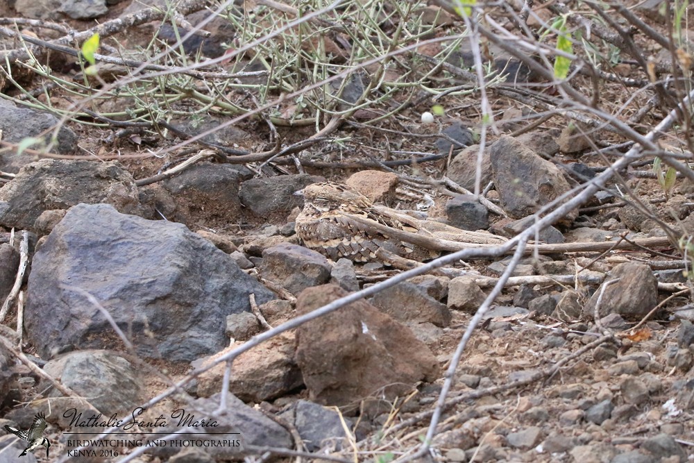 Slender-tailed Nightjar - ML204922231