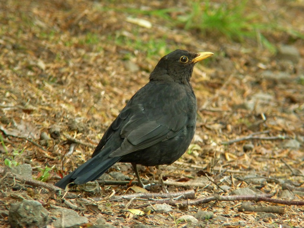 Eurasian Blackbird - ML204922361