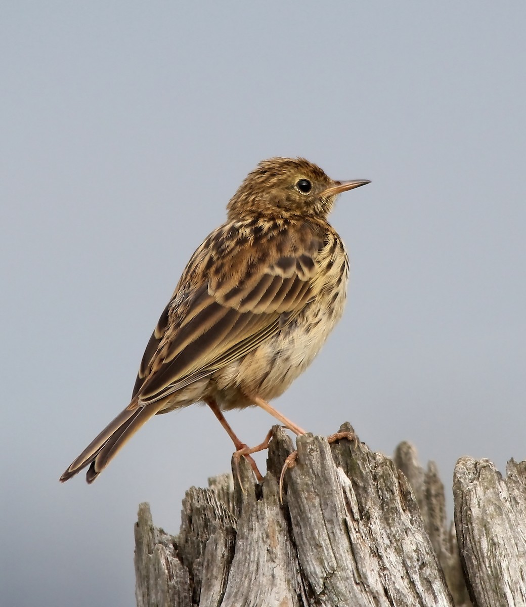 Meadow Pipit - ML204922591