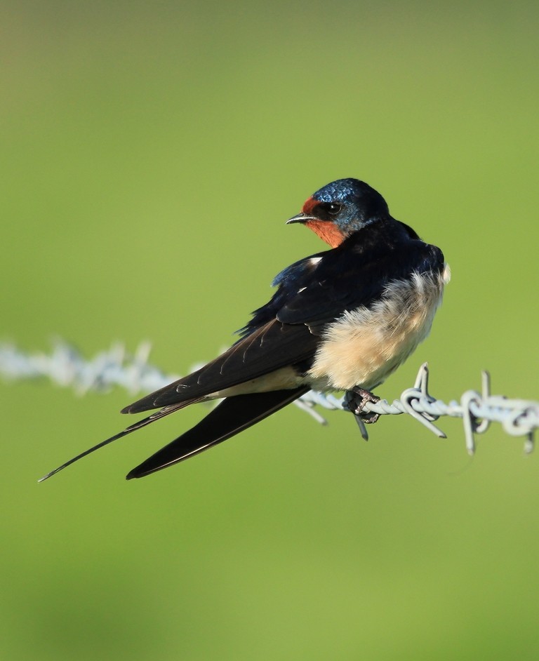 Barn Swallow (White-bellied) - ML204922631