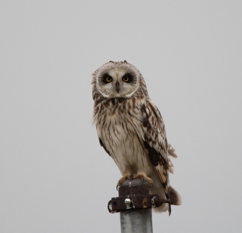 Short-eared Owl (Northern) - Anne Carrington-Cotton