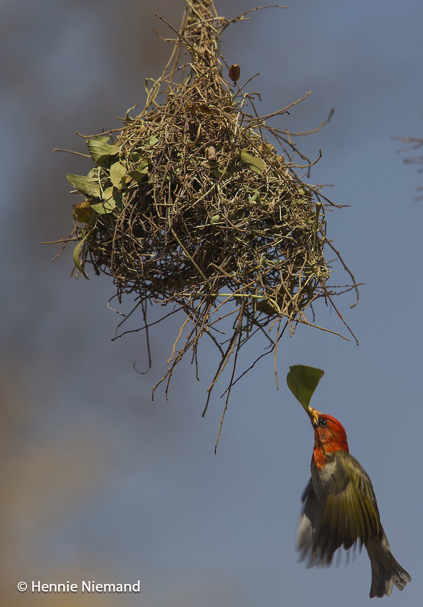 Red-headed Weaver (Southern) - ML204922741
