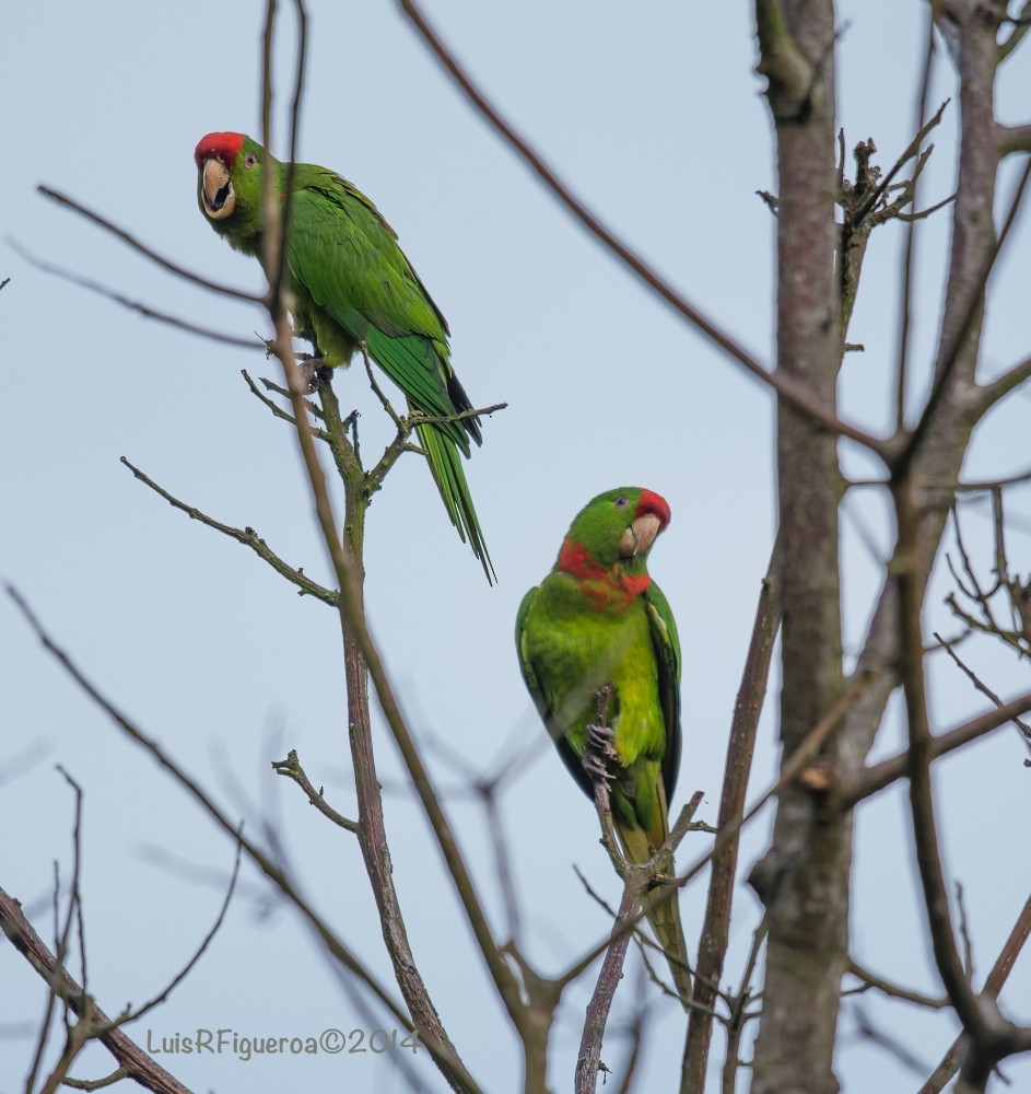 Scarlet-fronted Parakeet (Scarlet-fronted) - ML204922981