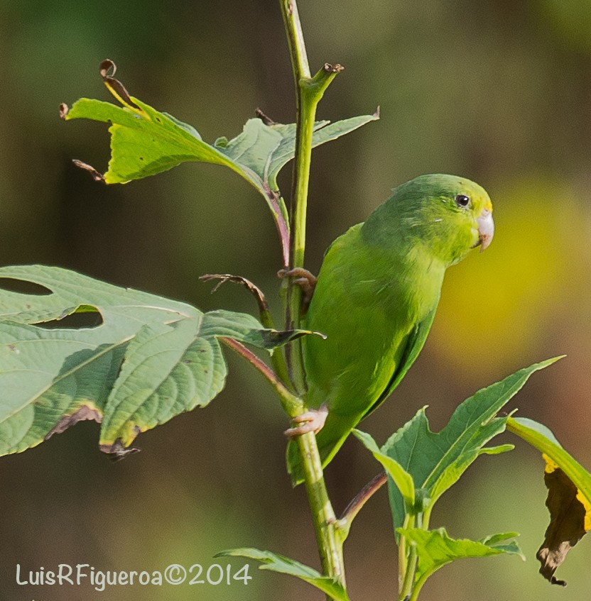 Yeşil Sokumlu Serçe Papağanı - ML204922991