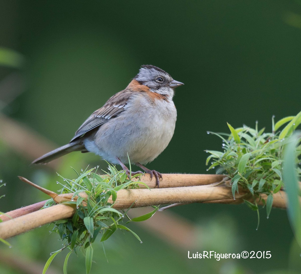 Rufous-collared Sparrow (Rufous-collared) - Luis R Figueroa