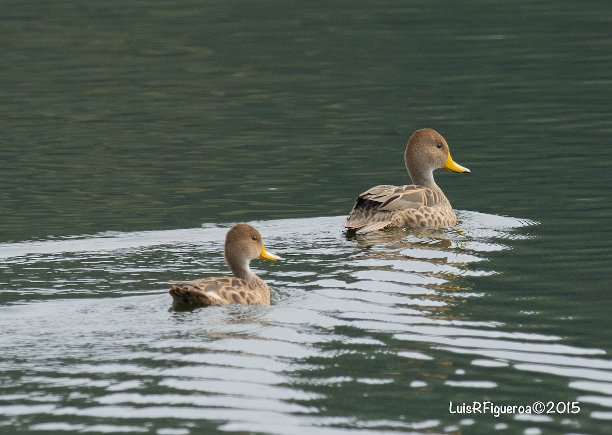 Yellow-billed Pintail - Luis R Figueroa