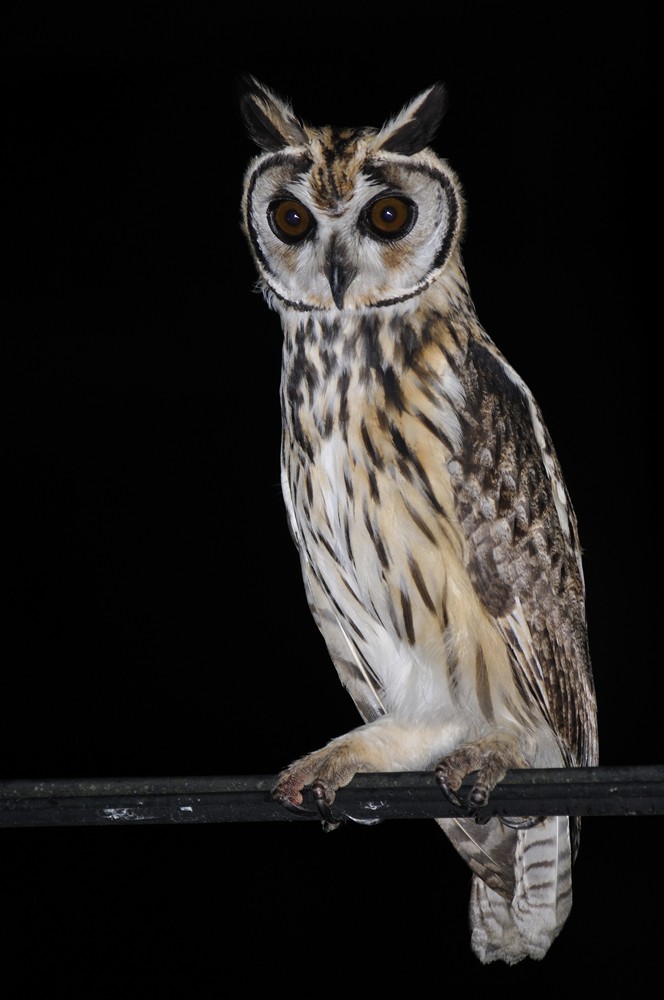 Striped Owl - ML204923461