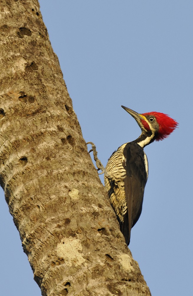 Lineated Woodpecker (Lineated) - Patrick Ingremeau