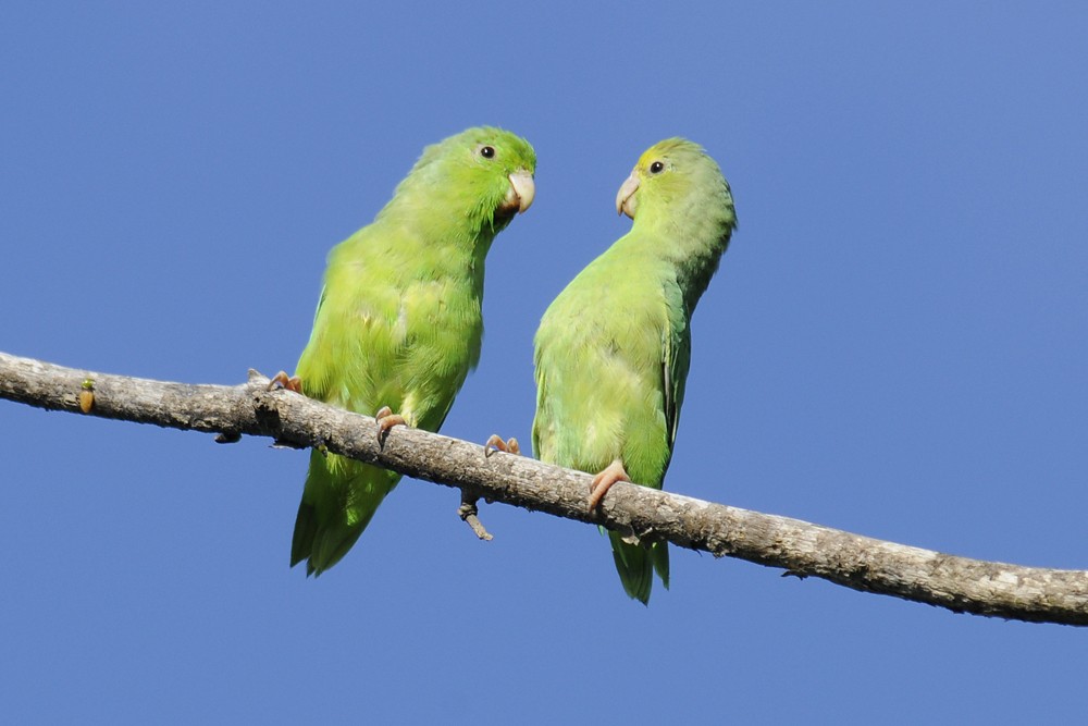 Yeşil Sokumlu Serçe Papağanı - ML204923611